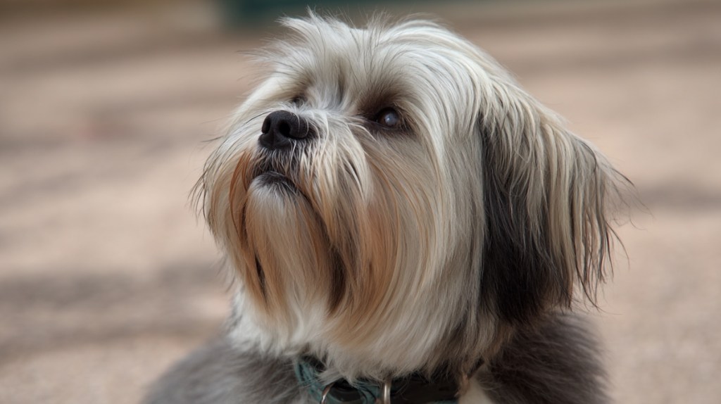 Lhasa Apso – Wachsamer Klosterbewacher