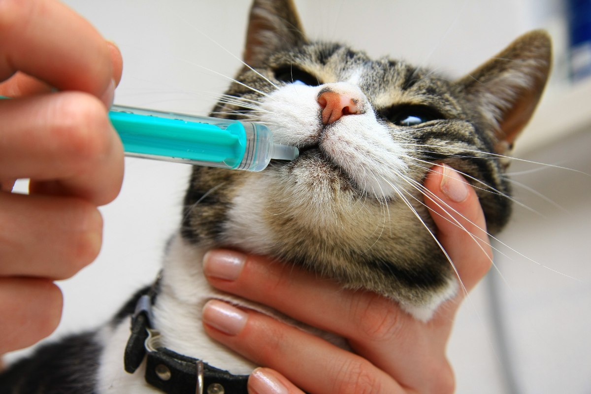 10 Häufige Krankheiten, unter denen Katzen leiden können