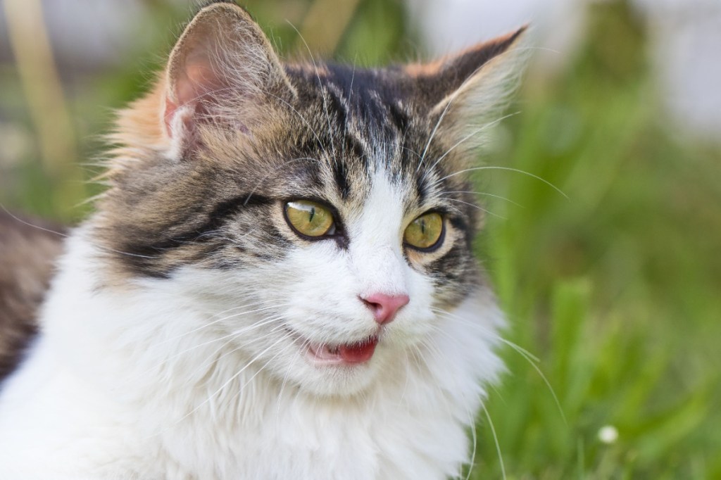 Feline Leukämie