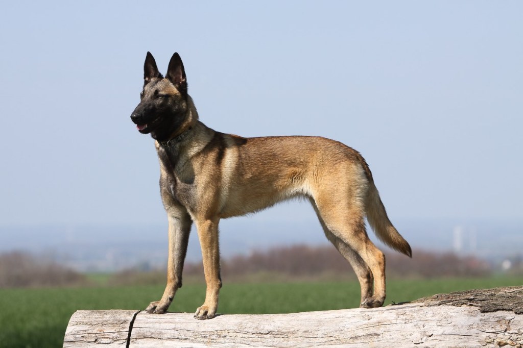 Belgischer Schäferhund