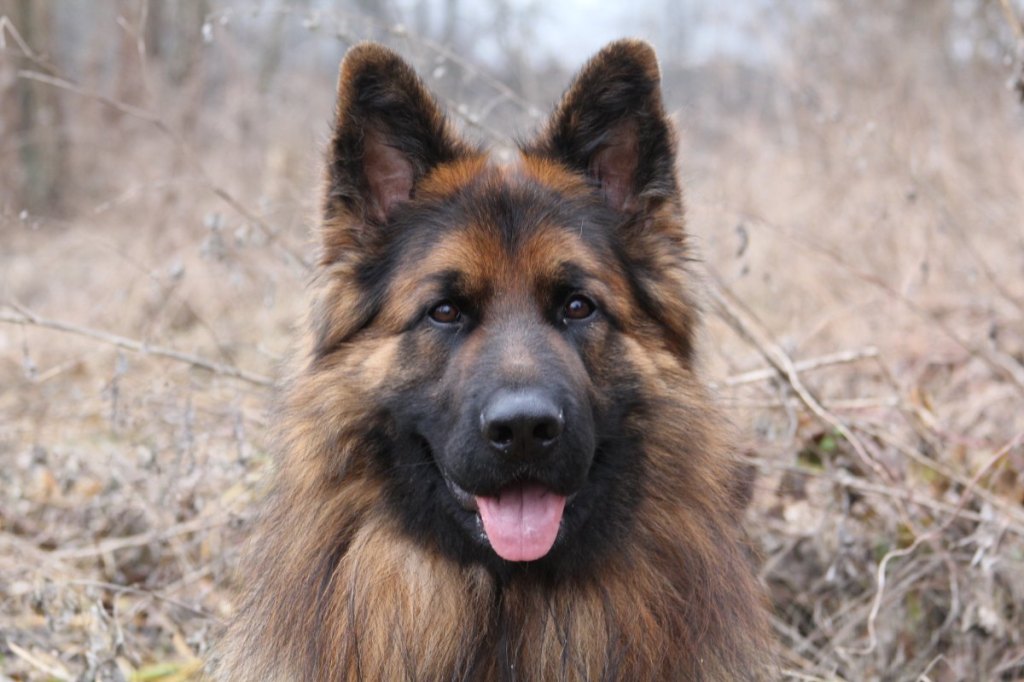 Deutscher Schäferhund