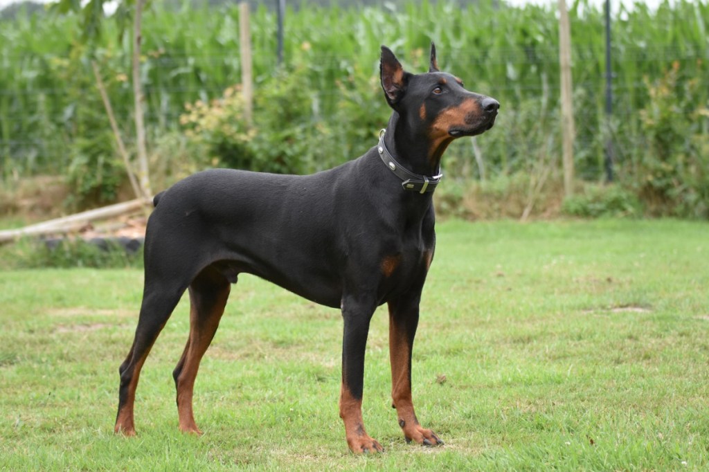 Dobermann