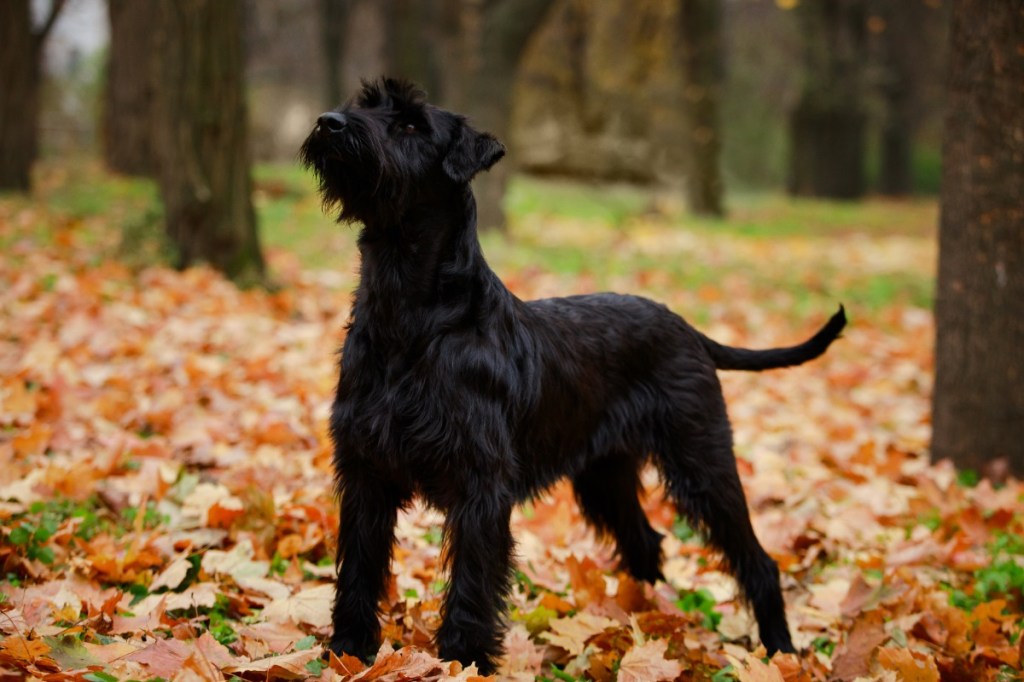 Riesenschnauzer